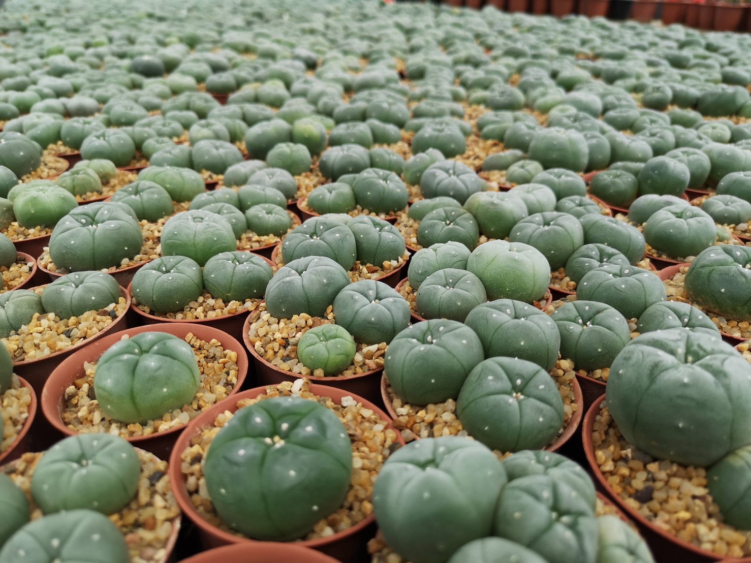 Athiwat Chakpan grows his Lophophora cactuses in a greenhouse. (Photo: Cactus Inter)